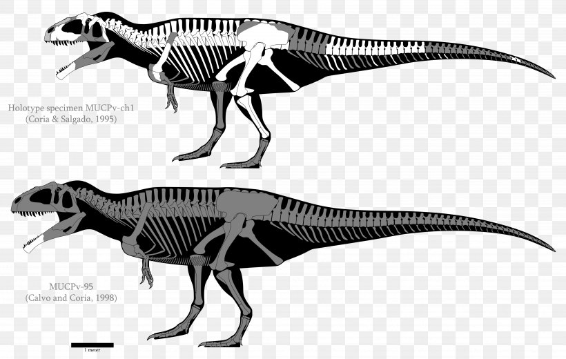 Carcharodontosaurus Giganotosaurus Mapusaurus Tyrannosaurus Yangchuanosaurus, PNG, 4856x3084px, Carcharodontosaurus, Argentinosaurus, Australovenator, Black And White, Carcharodontosauridae Download Free