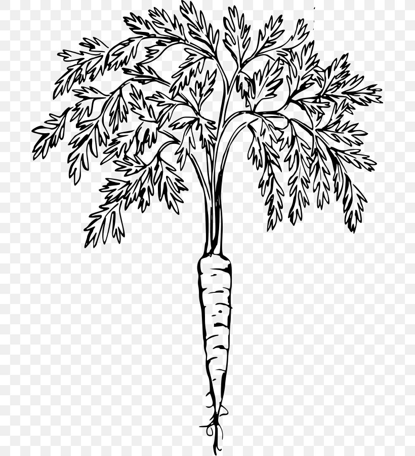 Carrot Cake Clip Art, PNG, 695x900px, Carrot, Black And White, Branch, Carrot Cake, Drawing Download Free