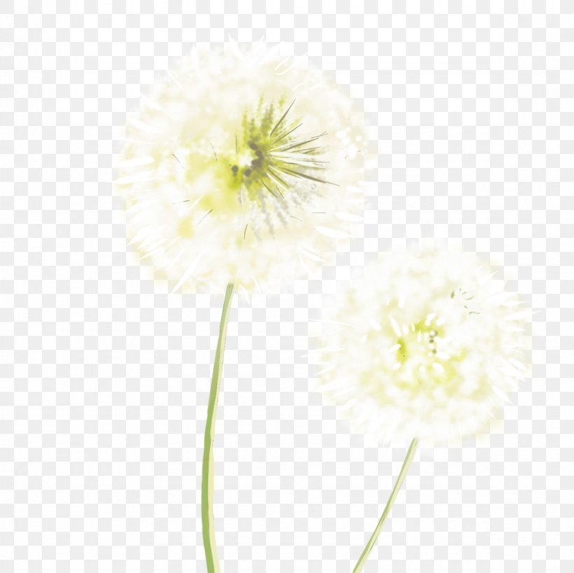 Common Dandelion White Resource, PNG, 1181x1181px, Common Dandelion, Chrysanths, Cut Flowers, Dahlia, Daisy Family Download Free