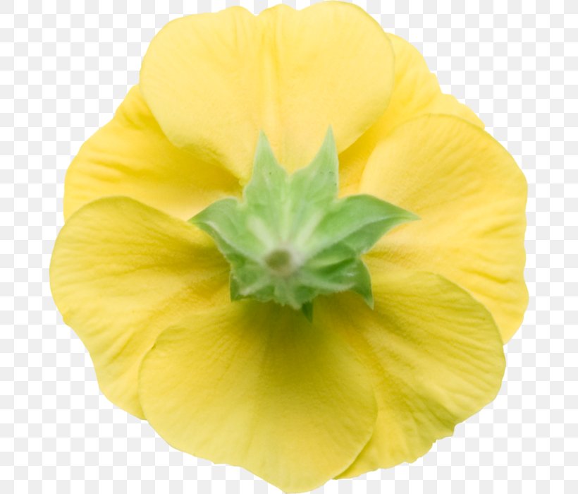 Common Evening-primrose, PNG, 682x700px, Common Eveningprimrose, Evening Primrose, Flower, Petal, Yellow Download Free