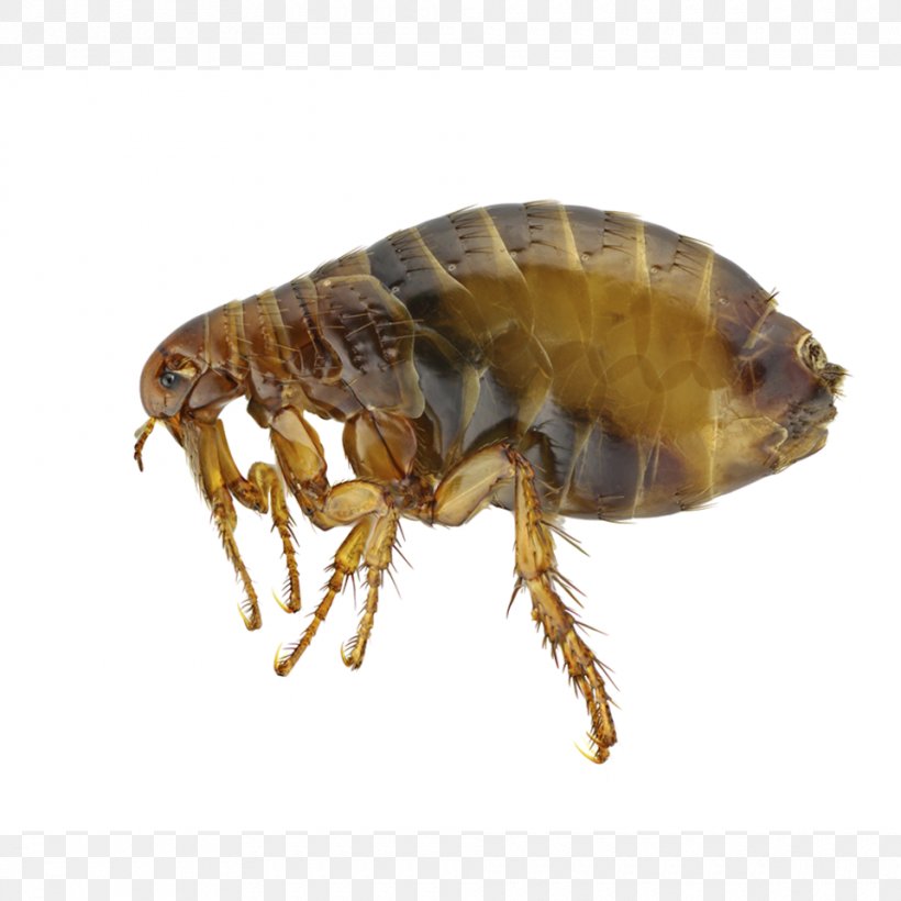 Insect Human Flea Pest Dog, PNG, 960x960px, Insect, Arthropod, Bed Bug, Bee, Cat Flea Download Free