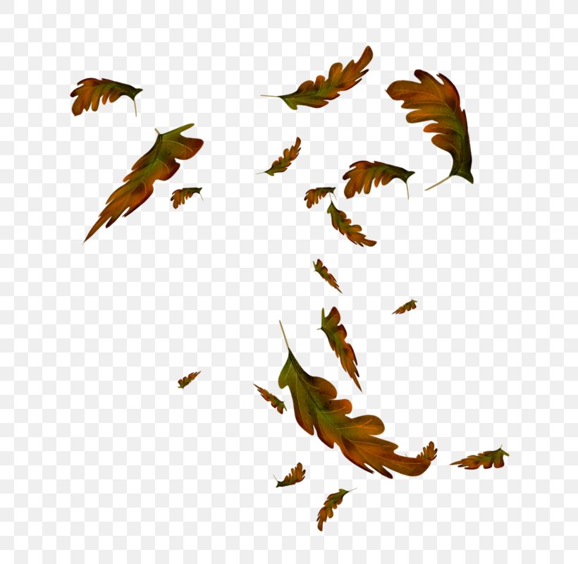 Adobe Photoshop Leaf Image Tree, PNG, 800x800px, Leaf, Beak, Bird, Branch, Centerblog Download Free