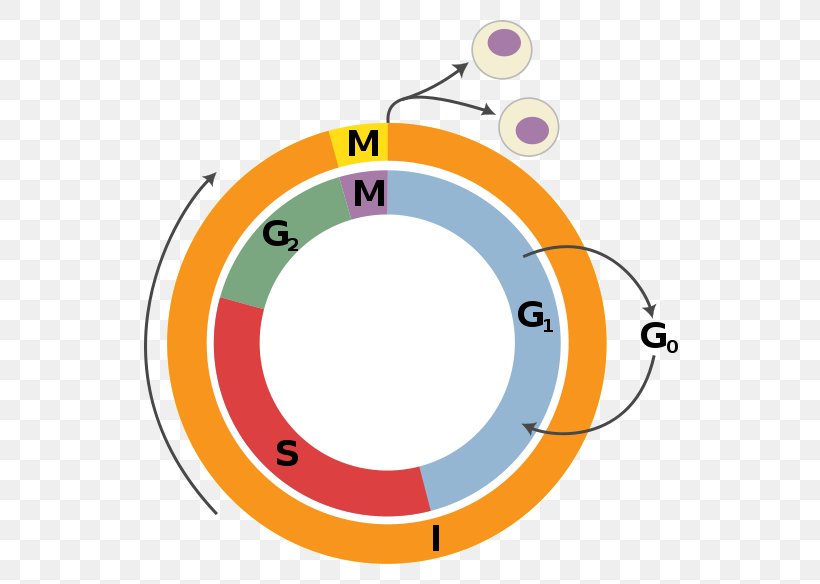 Cell Cycle Regulation Cell Division Interphase, PNG, 571x584px, Cell Cycle Regulation, Area, Biology, Cell, Cell Cycle Download Free
