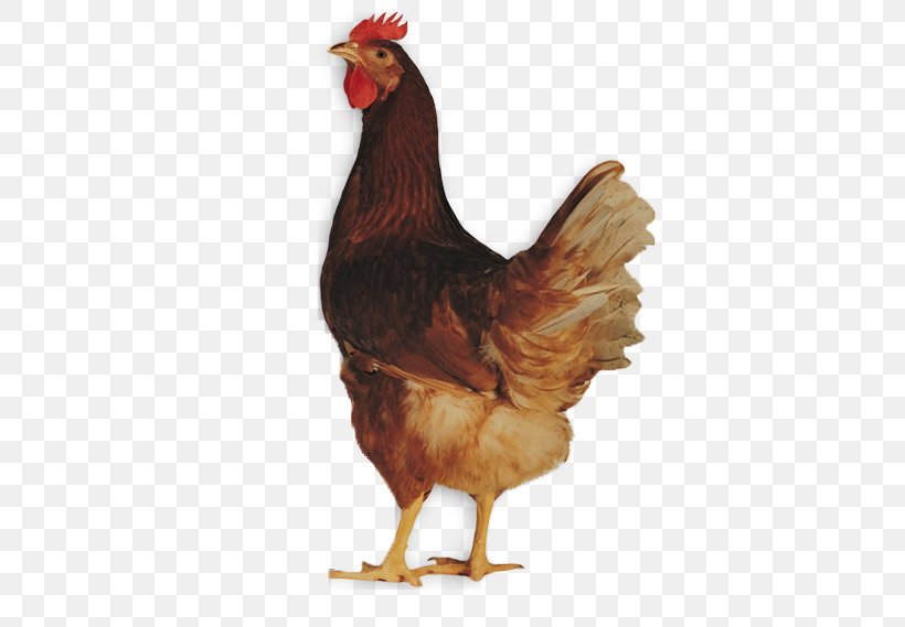ISA Brown Lohmann Brown Sussex Chicken Leghorn Chicken Broiler, PNG, 585x569px, Isa Brown, Beak, Bird, Broiler, Chicken Download Free