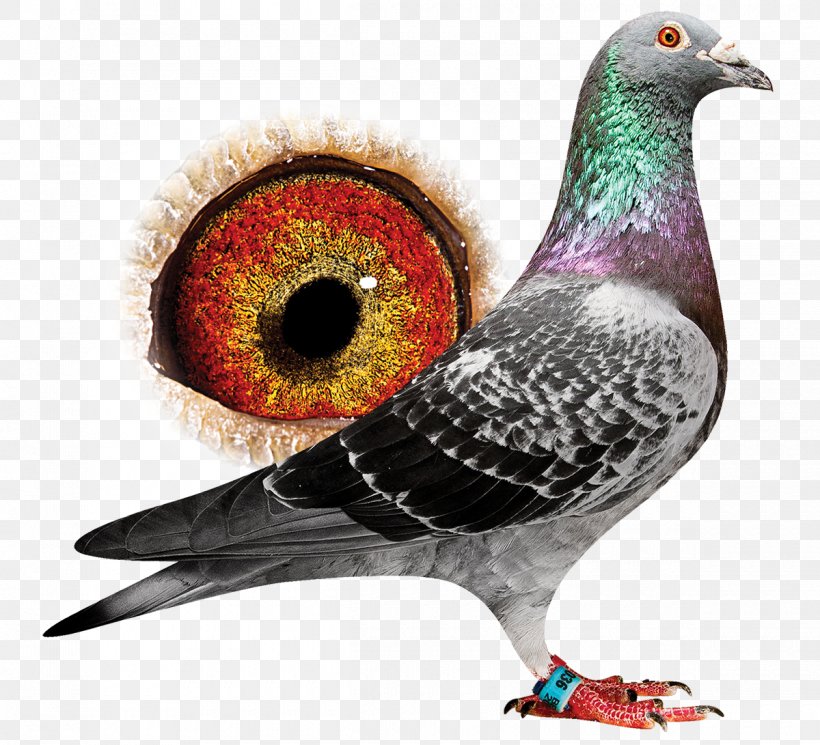 Red Star, PNG, 1200x1091px, 2018, Beak, Auction, Belgium, Bird Download Free