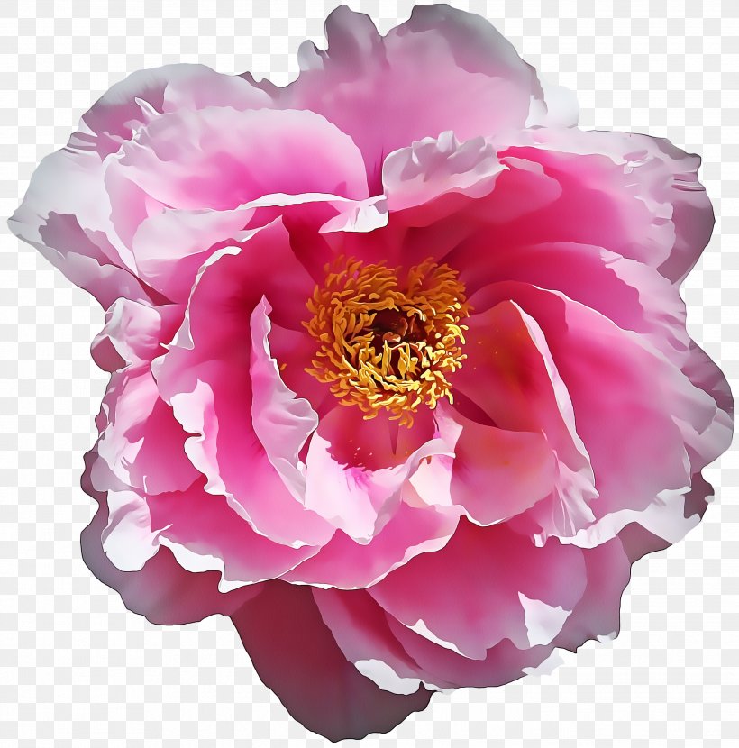 Rose, PNG, 2637x2672px, Flower, Chinese Peony, Cut Flowers, Flowering Plant, Peony Download Free