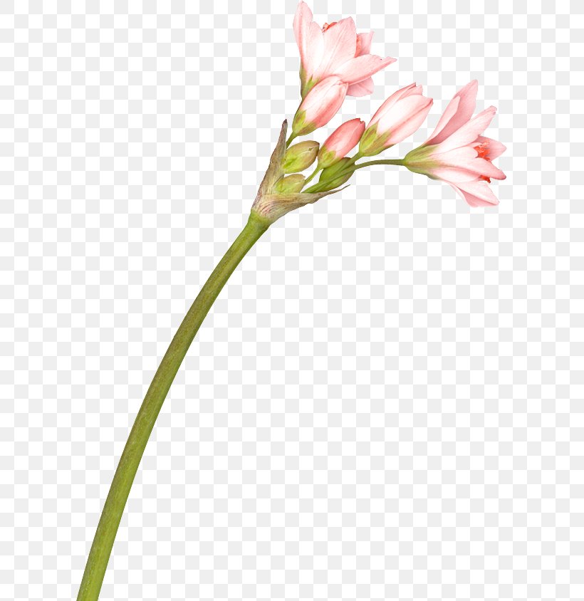 Cut Flowers Lily Of The Incas Wildflower, PNG, 605x844px, Flower, Alstroemeriaceae, Bud, Color, Cut Flowers Download Free