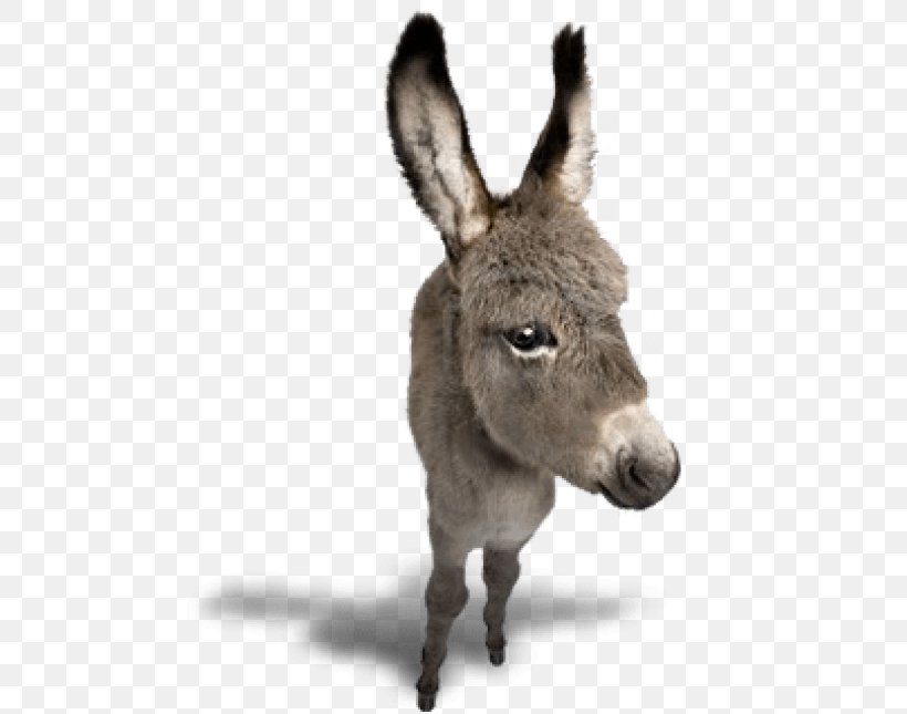 Donkey Horse Image Clip Art, PNG, 481x645px, Donkey, Digital Image, Fauna, Fur, Horse Download Free