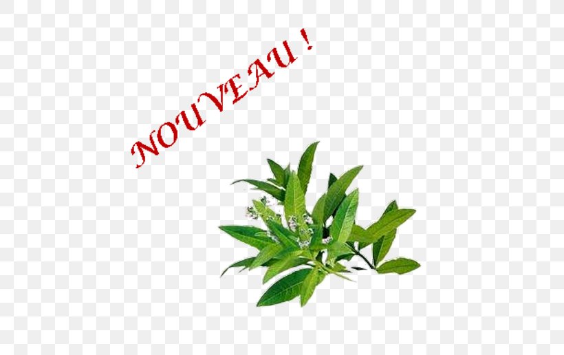 Essential Oil Common Verbena Verveine Medicinal Plants Pianta Aromatica, PNG, 500x516px, Essential Oil, Common Verbena, Herb, Herbal, Leaf Download Free