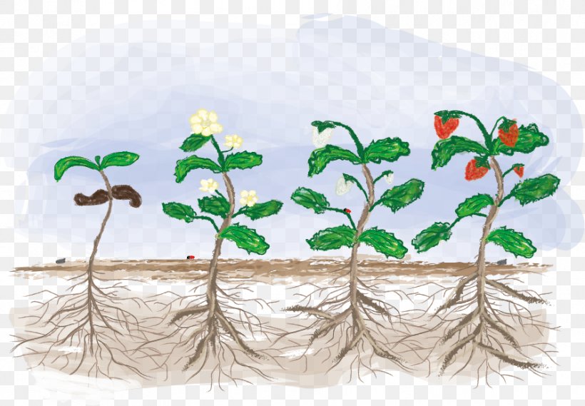 Fragaria Biological Life Cycle Plant Croissance Biologique Vegetable, PNG, 892x620px, Fragaria, Aquarium Decor, Biological Life Cycle, Croissance Biologique, Drawing Download Free