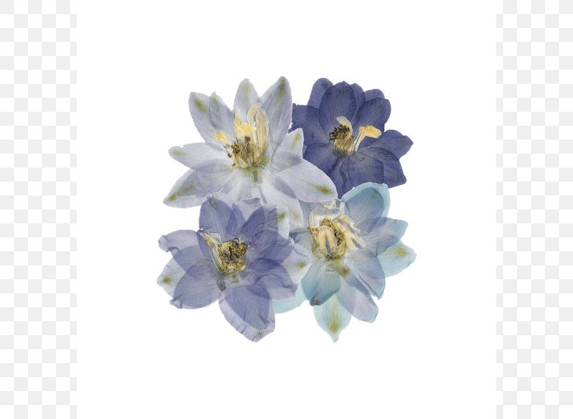 Lavender, PNG, 600x600px, Blue, Delphinium, Flower, Lavender, Petal Download Free