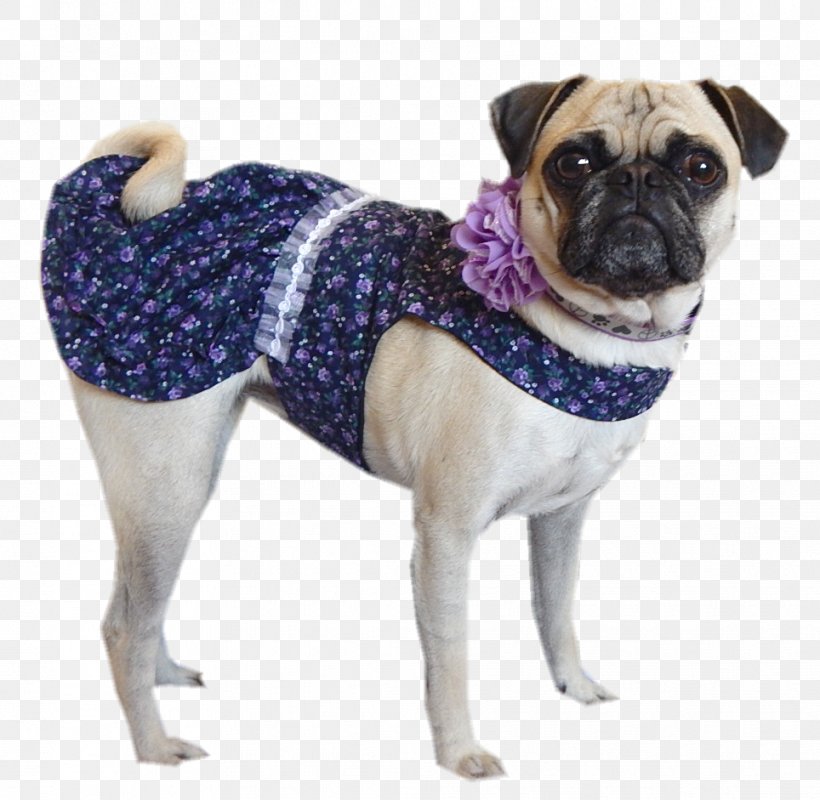 Pug Dog Breed Companion Dog Toy Dog Snout, PNG, 964x941px, Pug, Breed, Carnivoran, Clothing, Companion Dog Download Free