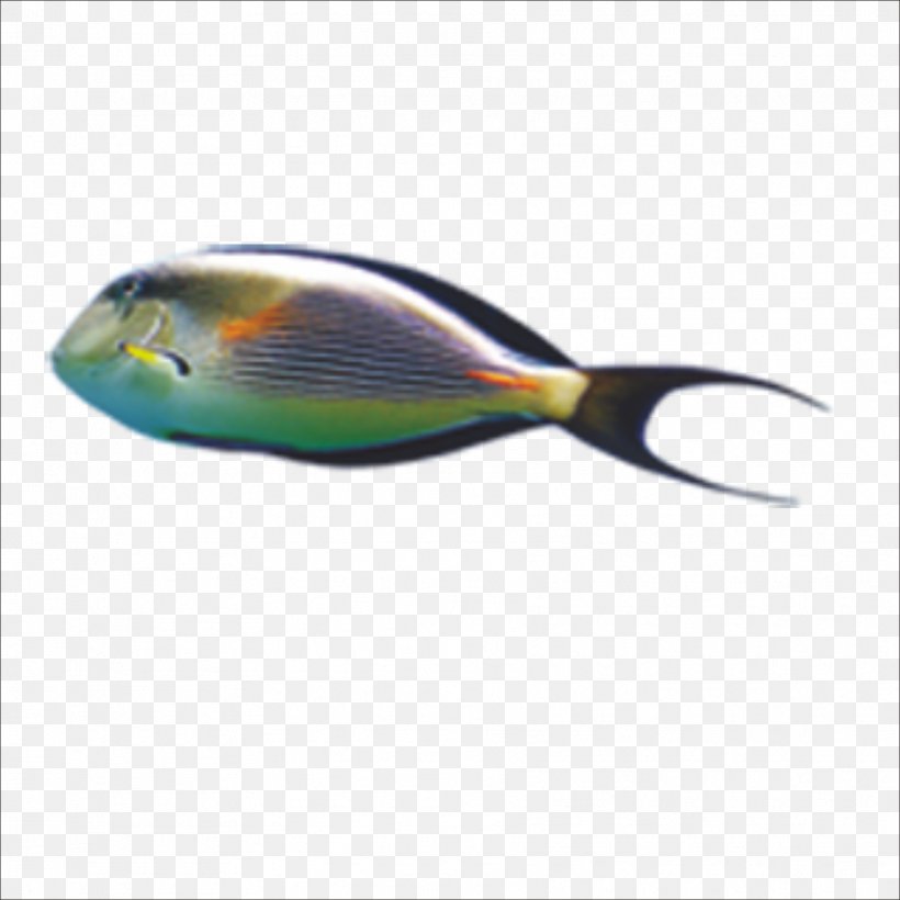 Fish, PNG, 1773x1773px, Fish, Beak, Feather, Fishing, Fishing Bait Download Free