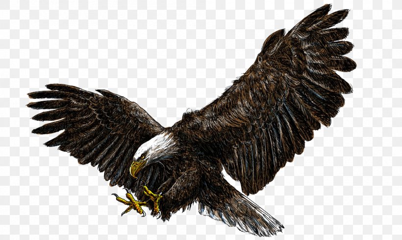 Flying Eagles, PNG, 1000x600px, Bald Eagle, Accipitriformes, Art, Beak, Bird Download Free