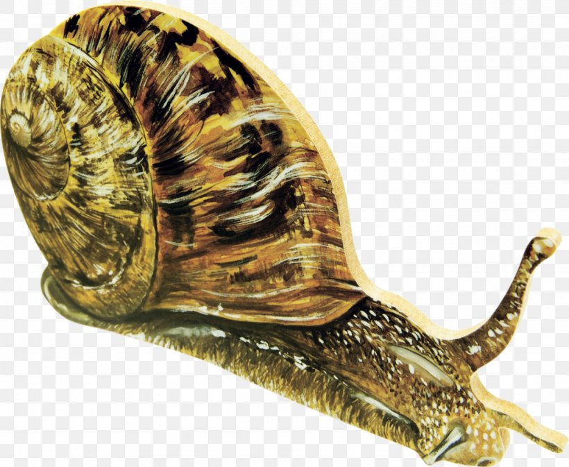 Giant African Snail Drawing Gastropods, PNG, 1024x841px, Snail, Animal, Art, Digital Image, Drawing Download Free
