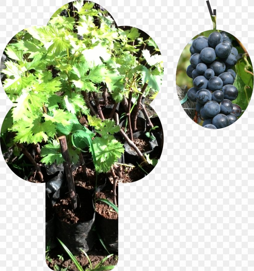Grape Wine Bali Bogor Flowerpot, PNG, 865x923px, Grape, Bali, Benih, Bogor, Bukalapak Download Free
