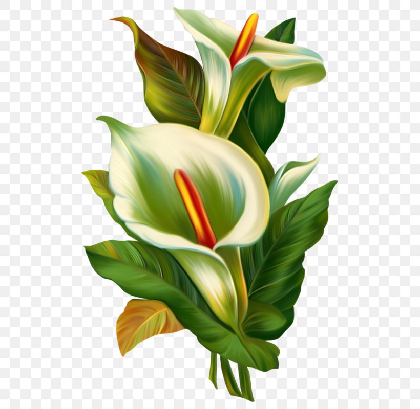 Painting Clip Art, PNG, 529x800px, Painting, Arumlily, Cut Flowers, Drawing, Flora Download Free
