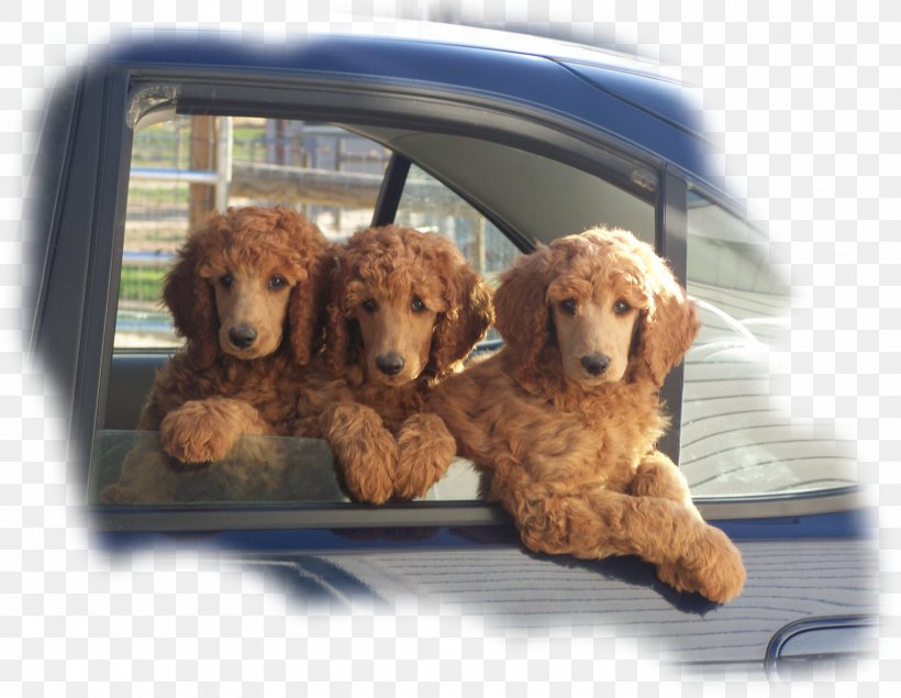 Standard Poodle Miniature Poodle Toy Poodle Goldendoodle Cockapoo, PNG, 2975x2304px, Standard Poodle, American Kennel Club, Animal, Breed, Carnivoran Download Free