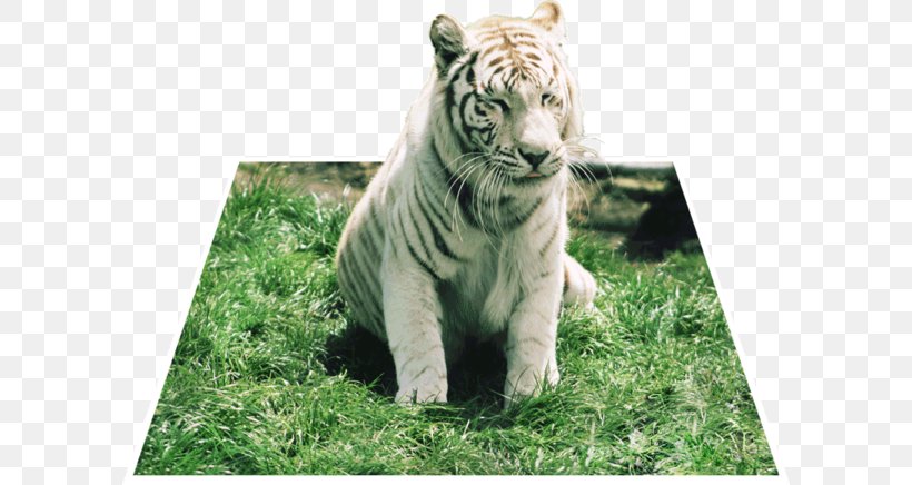 Tiger Big Cat Terrestrial Animal Wildlife, PNG, 600x436px, Tiger, Animal, Big Cat, Big Cats, Carnivoran Download Free