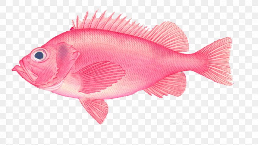 Deep Sea Fish Euclidean Vector, PNG, 826x467px, Fish, Blue, Color, Deep Sea, Deep Sea Fish Download Free