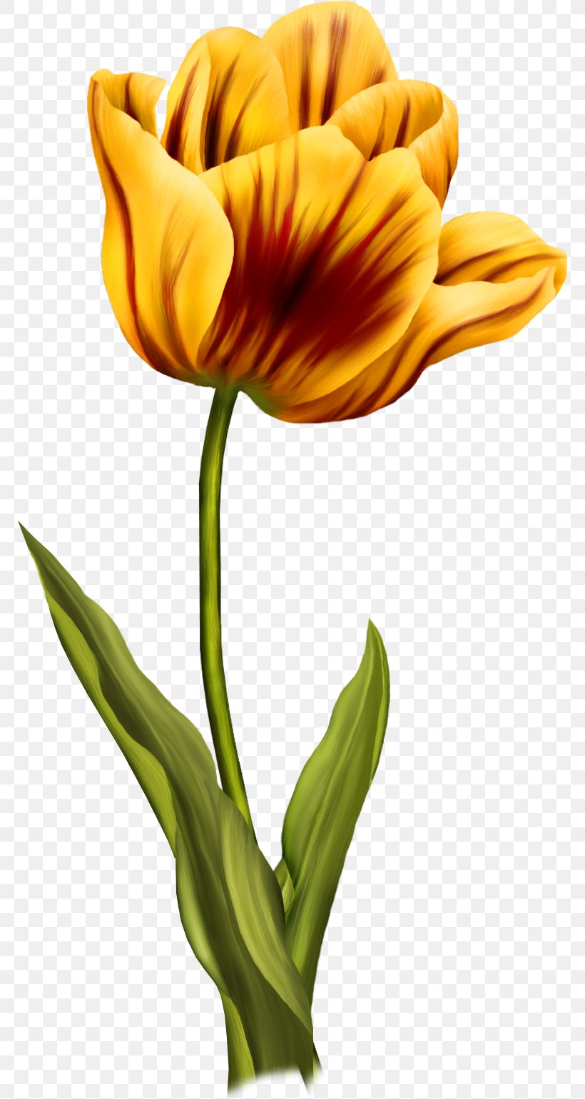 Flower Tulip, PNG, 770x1541px, Flower, Cut Flowers, Floral Design, Flowering Plant, Layers Download Free