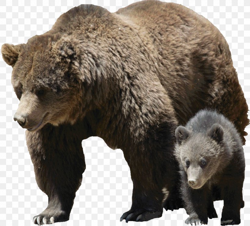 Grizzly Bear American Black Bear Brown Bear Polar Bear, PNG, 1544x1394px, Grizzly Bear, American Black Bear, Animal, Bear, Brown Bear Download Free
