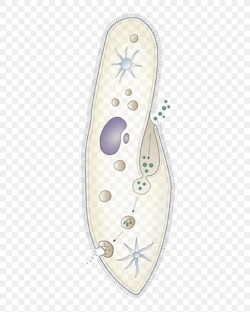 Paramecium Caudatum Protist Ciliate Paramecium Aurelia Contractile Vacuole, PNG, 530x1023px, Paramecium Caudatum, Biology, Cell, Ciliate, Cilium Download Free