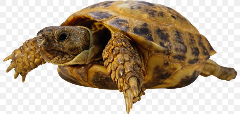 Sea Turtle Reptile Tortoise, PNG, 800x391px, Turtle, Animal, Box Turtle, Chelydridae, Chinese Pond Turtle Download Free