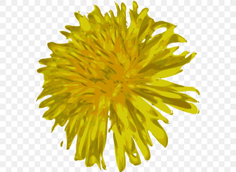 Common Dandelion Yellow Flower Clip Art, PNG, 570x597px, Common Dandelion, Chrysanths, Cut Flowers, Daisy Family, Dandelion Download Free