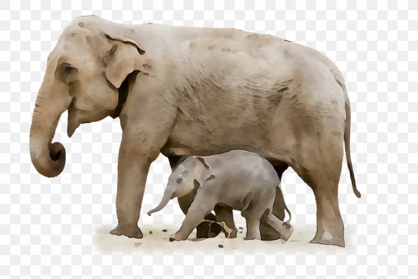 Indian Elephant African Elephant Fauna Terrestrial Animal, PNG, 1400x934px, Indian Elephant, African Elephant, Animal, Animal Figure, Elephant Download Free