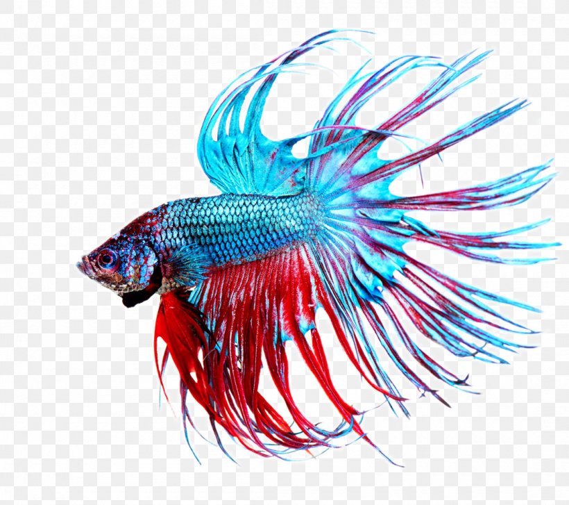 Siamese Fighting Fish Stock Photography Aquarium, PNG, 1100x976px, Siamese Fighting Fish, Aquarium, Asian Arowana, Betta, Can Stock Photo Download Free