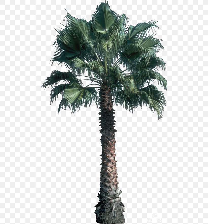 Tree Areca Palm Plant Archontophoenix Cunninghamiana Leaf, PNG, 500x884px, Tree, Archontophoenix Cunninghamiana, Areca Nut, Areca Palm, Arecaceae Download Free