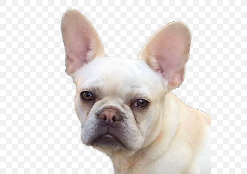 French Bulldog Toy Bulldog Dog Breed Companion Dog, PNG, 580x579px, French Bulldog, Breed, Bulldog, Carnivoran, Companion Dog Download Free