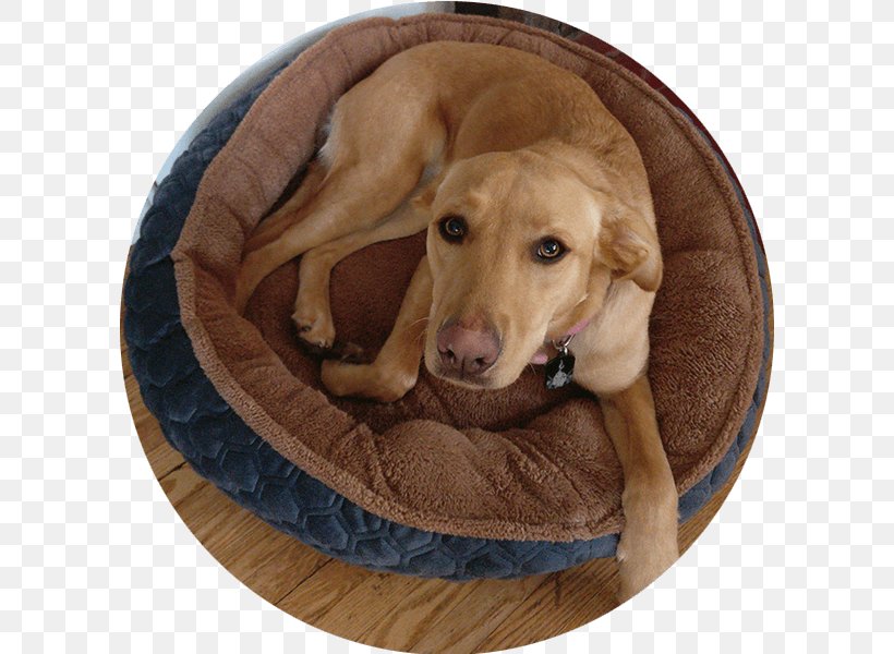 Labrador Retriever Puppy Dog Breed Companion Dog, PNG, 600x600px, Labrador Retriever, Bed, Breed, Carnivoran, Companion Dog Download Free