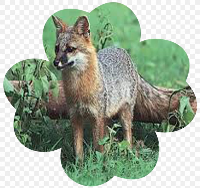 Red Fox Gray Fox Kit Fox Leporids Squirrel, PNG, 923x865px, Red Fox, Animal, Canidae, Carnivoran, Dog Like Mammal Download Free