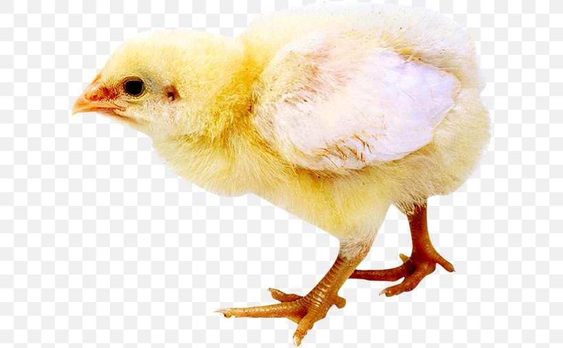 Chicken Click.to Web Browser HTML5 Audio, PNG, 614x507px, Chicken, Beak, Bird, Clickto, Exercise Download Free