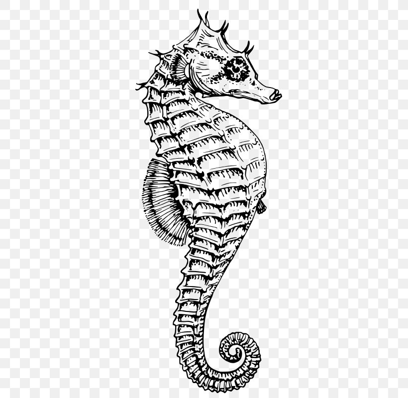 Drawing White's Seahorse Dwarf Seahorse Clip Art, PNG, 338x800px, Watercolor, Cartoon, Flower, Frame, Heart Download Free