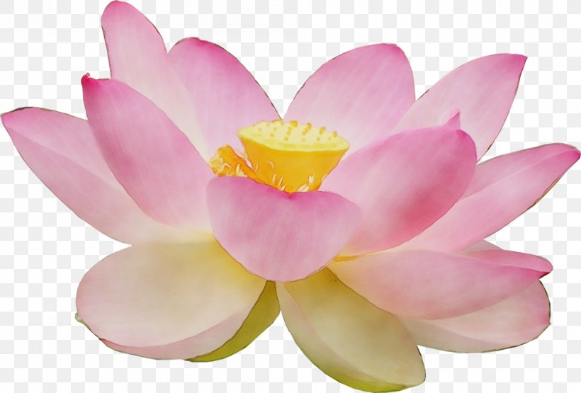 Lotus, PNG, 1000x678px, Watercolor, Aquatic Plant, Flower, Flowering Plant, Lotus Download Free