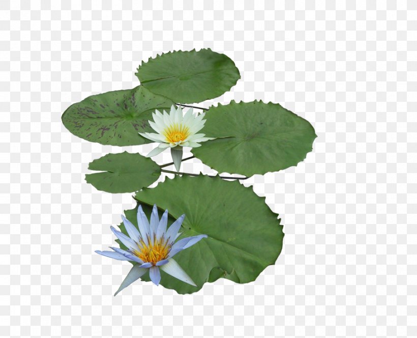 Nelumbo Nucifera Aquatic Plant, PNG, 907x735px, Nelumbo Nucifera, Aquatic Plant, Daisy, Egyptian Lotus, Flora Download Free