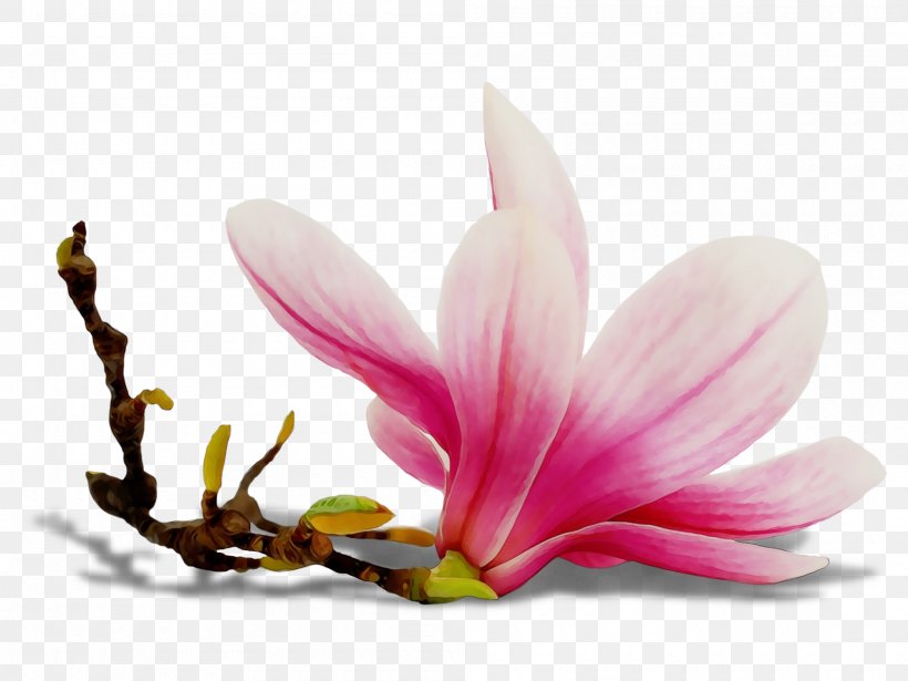 Petal Flower Plant Flowering Plant Pink, PNG, 2000x1500px, Watercolor, Crocus, Flower, Flowering Plant, Magnolia Download Free