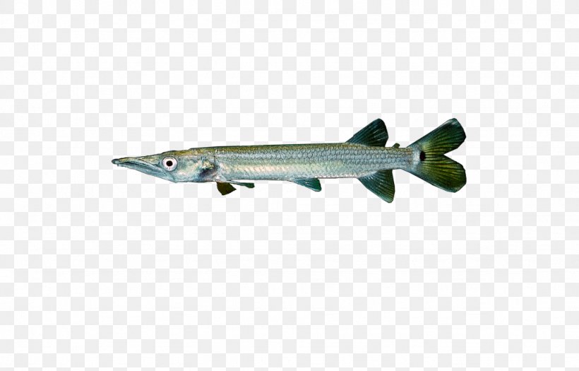 Silver Pike-characin Nephrozoa Chordate Fish Great Barracuda, PNG, 1024x656px, Chordate, Animal, Barracuda, Bilateria, Characiformes Download Free