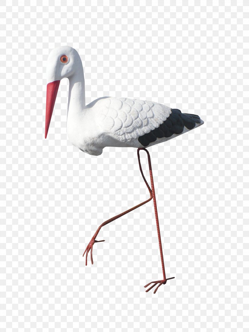 Bird White Stork Crane, PNG, 2304x3072px, Bird, Beak, Chart, Ciconiiformes, Crane Download Free