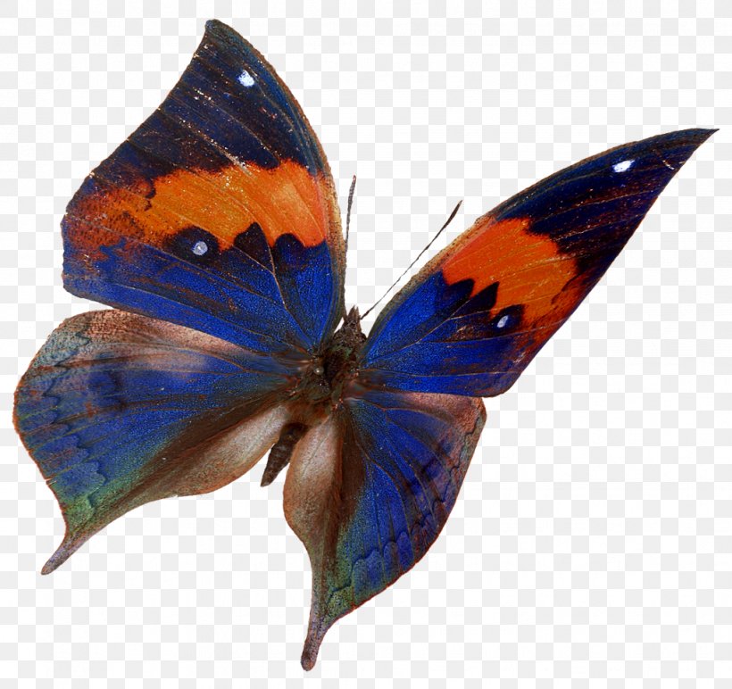 Brush-footed Butterflies Gossamer-winged Butterflies Moth Butterfly Microsoft Azure, PNG, 1028x968px, Brushfooted Butterflies, Arthropod, Brush Footed Butterfly, Butterfly, Gossamerwinged Butterflies Download Free