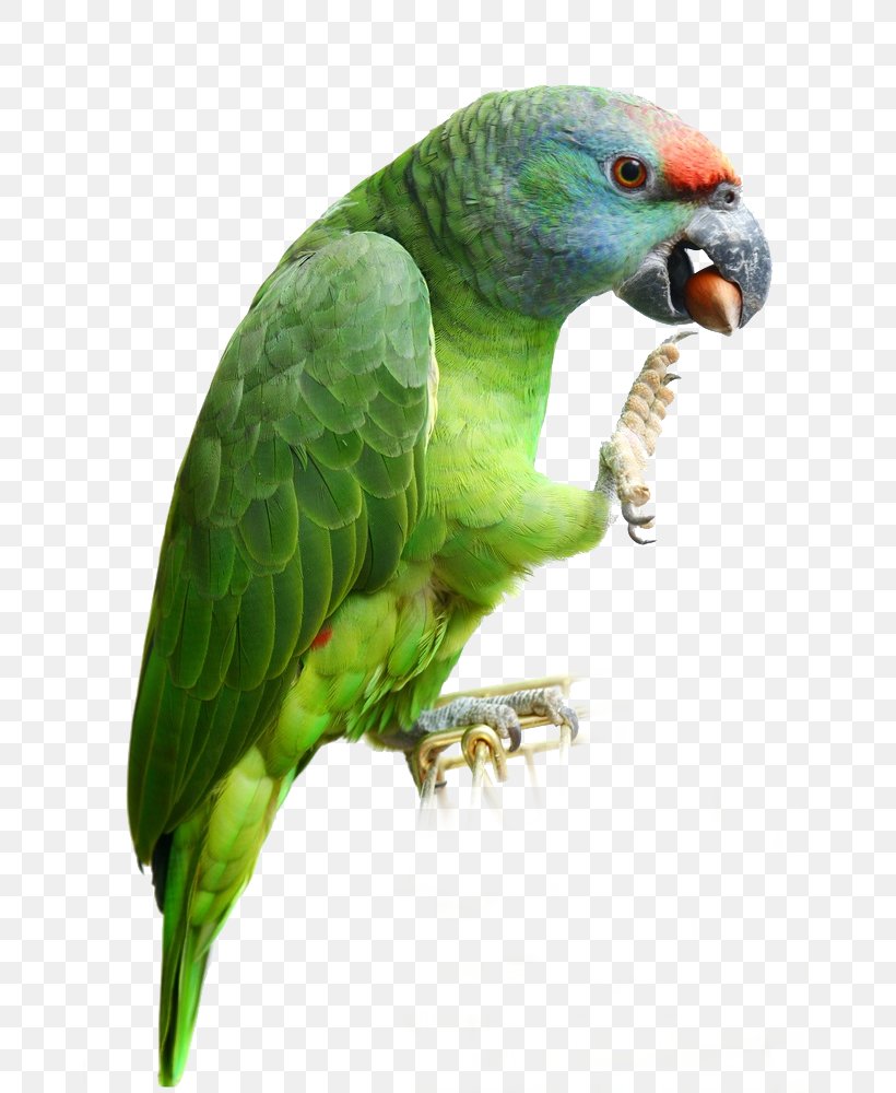 Budgerigar Lovebird Parakeet Macaw, PNG, 667x1000px, Budgerigar, Animal, Beak, Bird, Common Pet Parakeet Download Free
