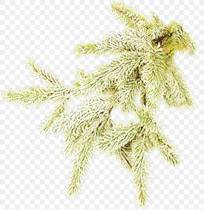 White Pine Tree Plant Branch American Larch, PNG, 995x1024px, White Pine, American Larch, Branch, Conifer, Pine Family Download Free