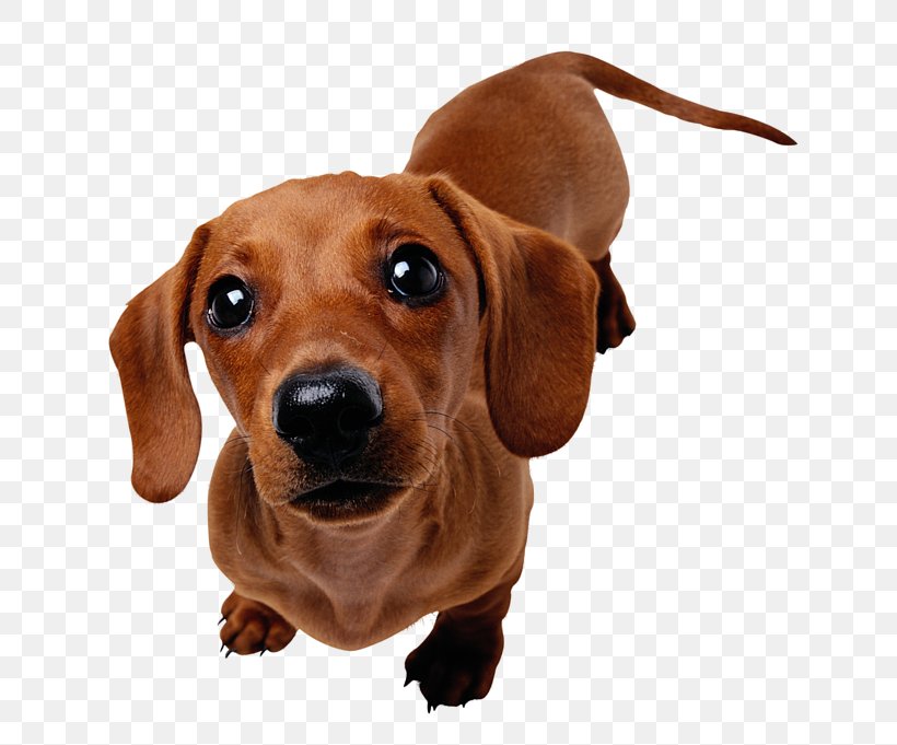 Dachshund Puppy Beagle Yorkshire Terrier Harrier, PNG, 650x681px, Dachshund, Bark, Beagle, Carnivoran, Companion Dog Download Free