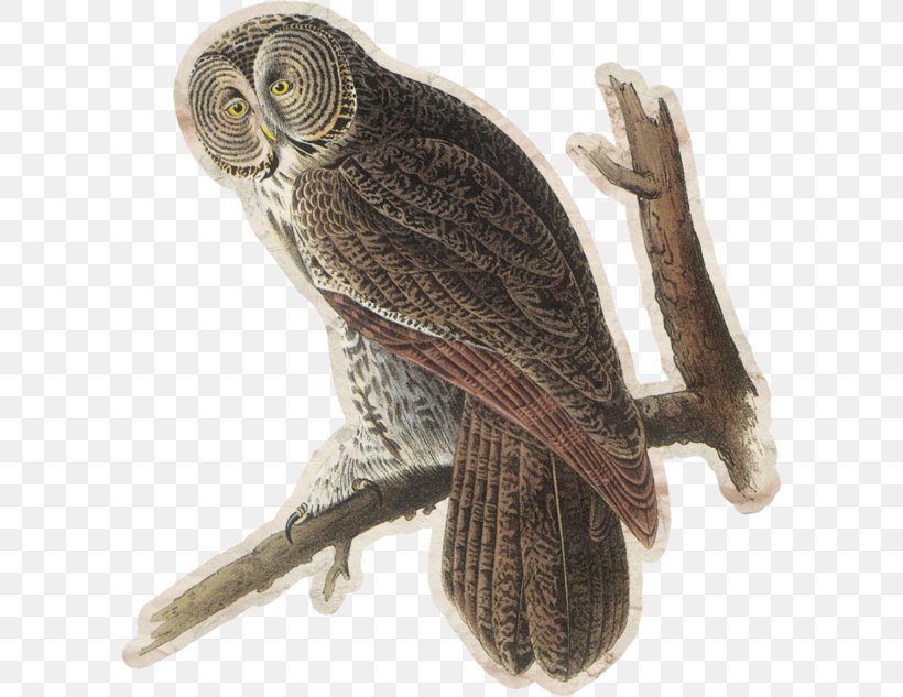 Great Grey Owl Bird Tawny Owl Barred Owl, PNG, 600x633px, Great Grey Owl, Animal, Barred Owl, Beak, Bird Download Free