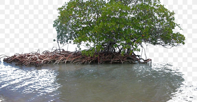 Mangrove Wetland Seagrass Ecology, PNG, 1170x610px, Mangrove, Bank, Bayou, Ecology, Intertidal Zone Download Free