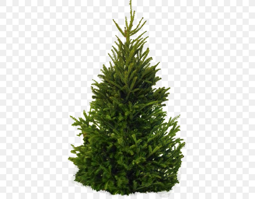 Pine Tree White Fir Clip Art, PNG, 400x640px, Pine, Balsam Fir, Christmas Decoration, Christmas Tree, Conifer Download Free