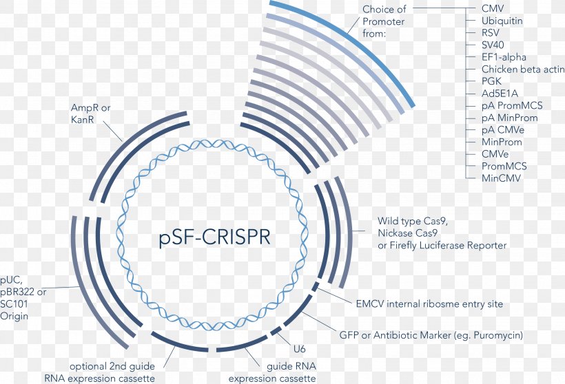 Vector CRISPR Guide RNA Green Fluorescent Protein DNA, PNG, 2861x1948px, Vector, Area, Brand, Crispr, Diagram Download Free